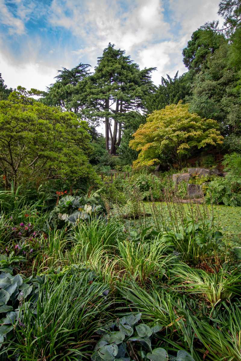 Lush growth in the rock garden at Birmingham Botanical Gardens.